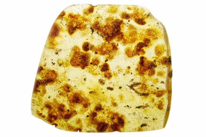 Polished Colombian Copal ( g) - Contains Flies! #355406